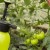 How to prepare a boric acid solution for tomato ovary: proportions and instructions for processing tomatoes