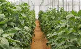 Care and cultivation of peppers in a greenhouse: step-by-step instructions for novice gardeners
