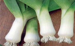 Growing and caring for leeks outdoors from planting to harvest