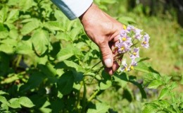 Life hacks of experienced farmers: why pick flowers from potatoes and what does it give
