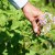 Life hacks of experienced farmers: why pick flowers from potatoes and what does it give