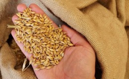 The most popular types of wheat groats with photos and names
