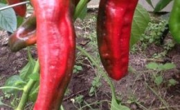Spectacular hybrid Kakadu pepper with an unusual appearance and pleasant sweet taste