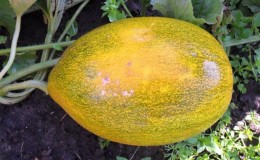 Pests and diseases of melons: what are they and how to deal with them
