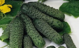 Why the Pasalimo f1 cucumber hybrid is good and why it is worth trying to grow it