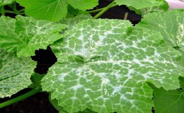 7 main causes of white plaque on cucumbers and leaves