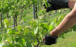 A guide to pruning grapes in August in the Moscow region for beginner winegrowers