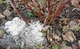 How to feed raspberry ash in the summer: instructions