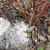 How to feed raspberry ash in the summer: instructions