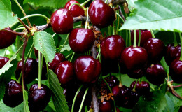 Top best cherry varieties for Central Russia