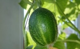 Unusual round cucumbers 