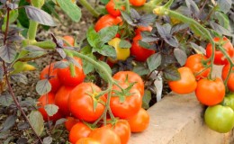 Early varieties of tomatoes for greenhouses: rating of the best and recommendations for choosing