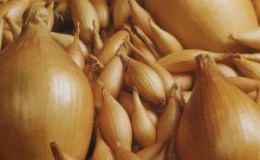 Bamberger, a high-yielding onion variety resistant to diseases and pests