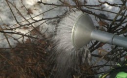 Life hack for gardeners: how to properly pour boiling water over currants in spring and what it will give