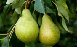 Unpretentious high-yielding pear variety