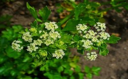 What is celery: overview, rules of use and cultivation technology