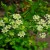 What is celery: overview, rules of use and cultivation technology