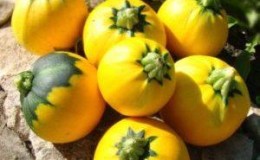 Zucchini variety