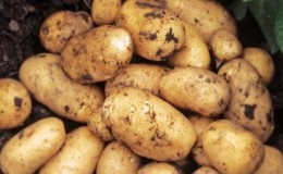 Early undersized Juvel potato from Germany