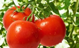 Top 20 best super early varieties of tomatoes for open ground: choosing the right one together