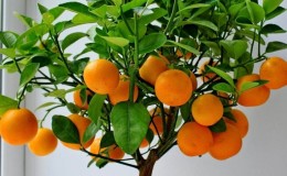 Step-by-step guide: how to plant a seed orange at home