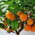 Step-by-step guide: how to plant a seed orange at home