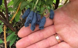 Features of growing honeysuckle in Crimea