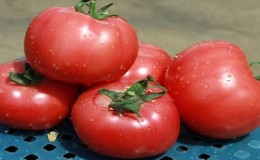 Tomato