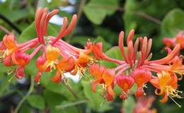Honeysuckle Hekroth - description and characteristics