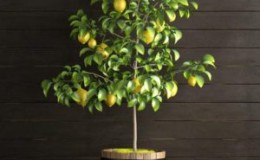 How to properly transplant lemon at home