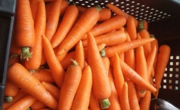 Overview of the sweetest and most productive varieties and hybrids of carrots