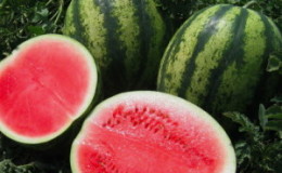 Late watermelon
