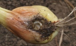 The most effective remedies for pests: how to treat onions from worms and how to do it correctly