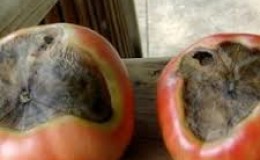 How to deal with the top rot of tomatoes in a greenhouse: the best recipes and folk methods