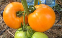 How to get quality tomatoes