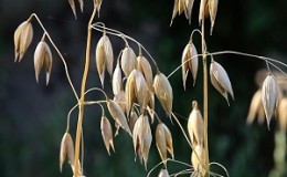 What is oats - a complete description and biological characteristics