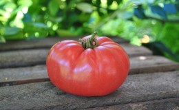 A bright early tomato with large fruits - the
