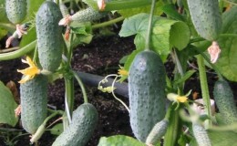 Disease-resistant and easy to care for Buyan f1 cucumbers from Russian breeders