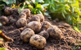 The best Siberian potato varieties and tips for growing them