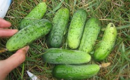Cucumber 