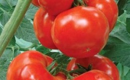 A variety of tomatoes with a self-explanatory name - tomato