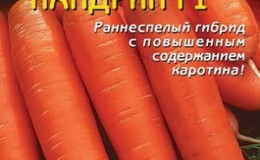 An early ripe hybrid of carrots with a sweet taste Nandrin f1