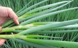 How to properly grow batun onions: planting and care in the open field