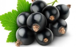 Crop rotation rules in the garden: what can be planted next to black currants