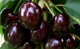 The sweet cherry variety
