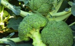 Cabbage broccoli hybrid Batavia F1