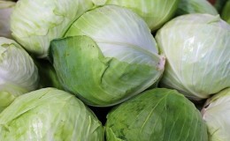 A selection of the best varieties of cabbage for pickling and storage for the winter