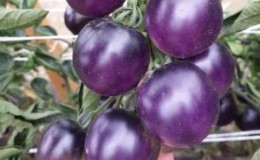 You will not believe your eyes when you see it - tomato