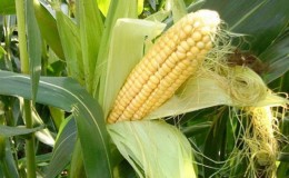 How to understand that corn is ripe: we harvest on time, depending on its further use
