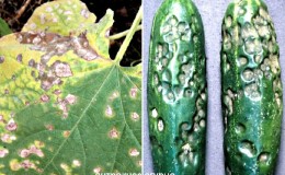 Causes and treatment of cucumber anthracnose: the most effective methods of fighting for crop health
